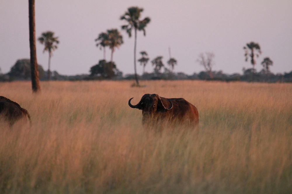The Hide Safari Camp Hotell Dete Exteriör bild